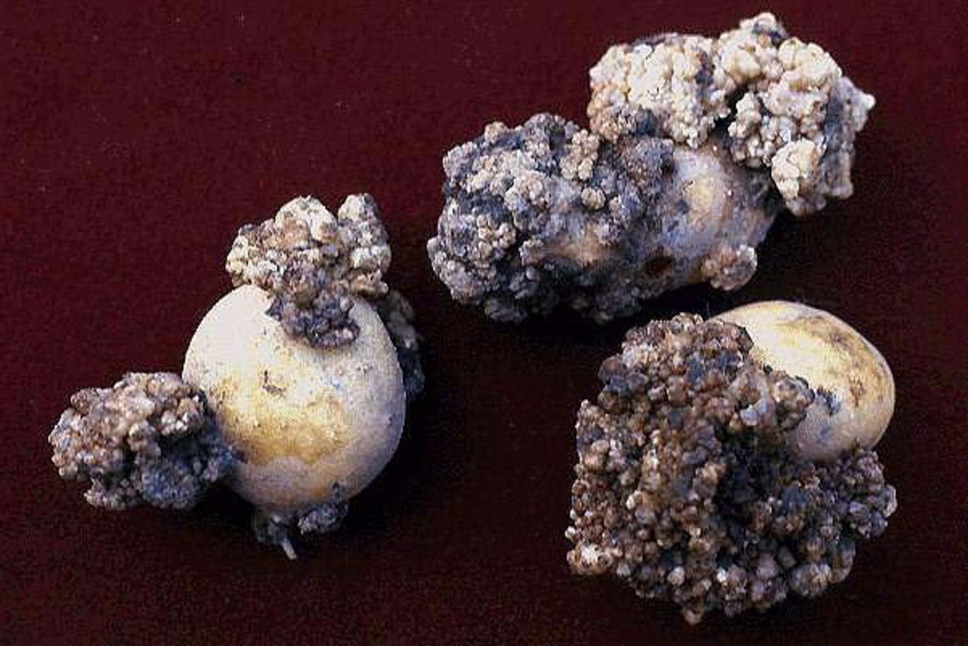 Kartoffelbrok er en skadelig svampesygdom, der er på listen over EU-karantæneskadegører. Foto: Wikimedia