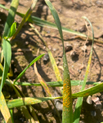 Yellow rust on Spotan, Ireland, 6 March, 2026. Photo by Stephen Kildea, Teagasc