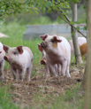 Der er generel enighed om, at der er en række fordele forbundet med et kombinere produktion af grise og træbiomasse. Foto: Marianne Hestbjerg