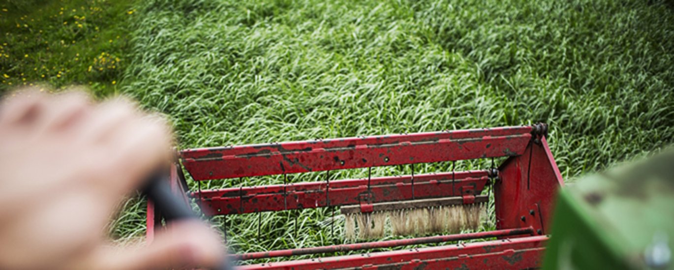 [Translate to English:] Et nyt projekt vil undersøge, hvordan landmænd vil kunne bruge kvægsædskifter med større andel af græs som virkemiddel til at øge kulstoflagringen. Foto: Jesper Rais