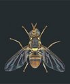 På engelsk hedder dette insekt Malaysian fruit fly. Men der findes intet officielt dansk artsnavn. Fluen er en af de potentielle skadegørere, som vi i fremtiden kan komme til at stifte bekendtskab med på danske breddegradder. Tegning fra: nbar.res.in