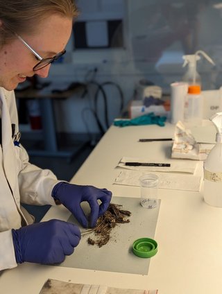 Louise Reinbach Rasmussen preparing root samples for DNA extraction and microbiome profiling in the lab at AU. Photo: Lea Kjærgaard Eriksen