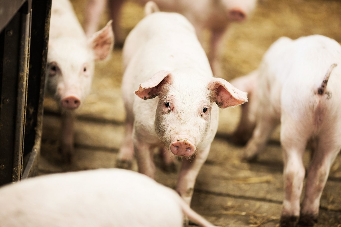 Op til 80 % af halebids-tilfælde kan forudsiges med automatisk registrerede data fra sensorer, viser resultater fra Aarhus Universitet. Foto: Aarhus Universitet.