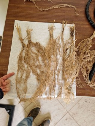 Barley roots from deep coring at the ICARDA field trials in Morocco. Photo: Miguel Sanchez-Garcia.