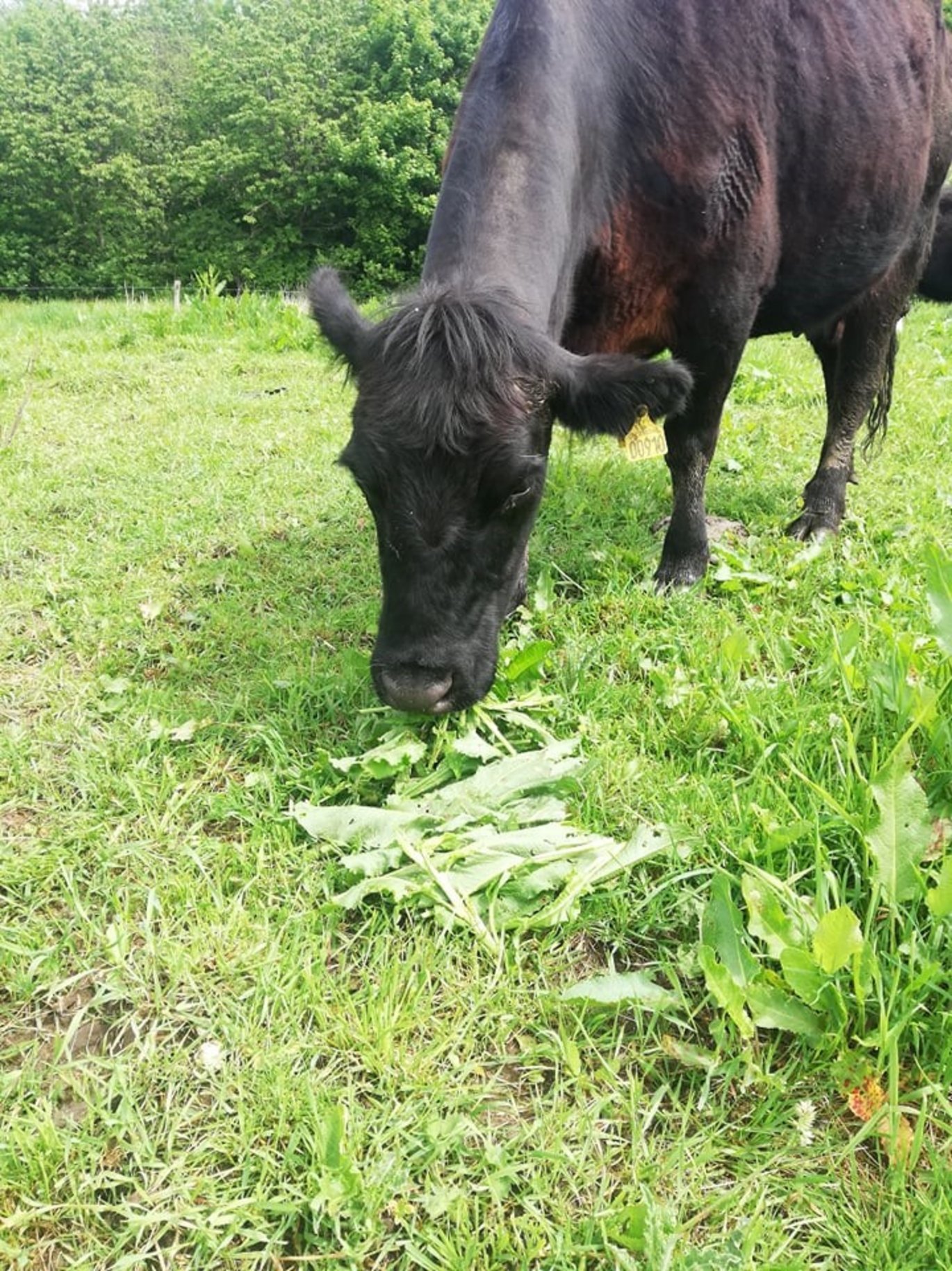 Angus-ko der glædeligt æder skræpper. Foto: Marianne Sjuve Seekjær.