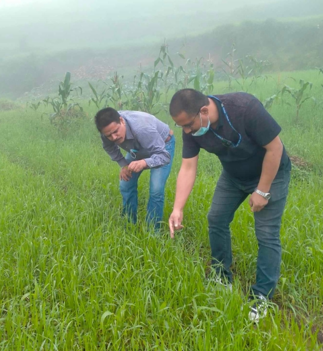 Suraj Baidya (NPPRC) and Roshan Basnet (National Wheat Research Program) undertaking field surveys at Dandunghe, Dolakha  Nov 2023