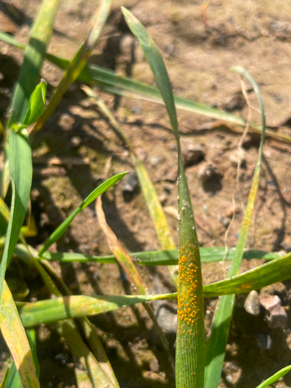 Yellow rust on Spotan, Ireland, 6 March, 2026. Photo by Stephen Kildea, Teagasc