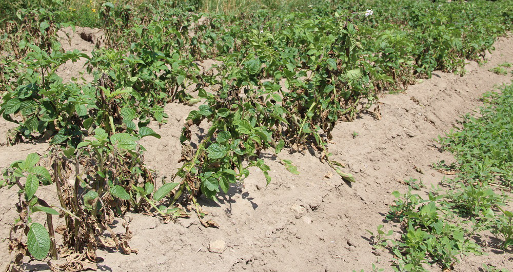 Results of the EuroBlight potato late blight monitoring in 2019